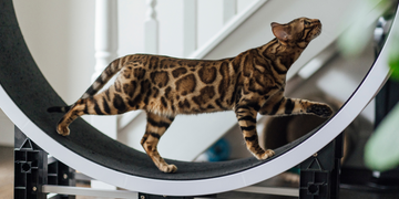 Purr-fectly Fit: The Science Behind Cat Indoor Exercise Wheels